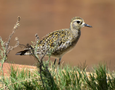 Pacific Golden-Plover, Basic Plumage