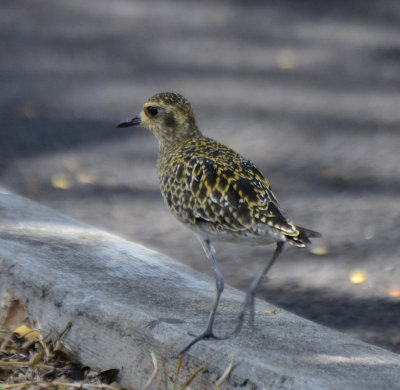 Pacific Golden-Plover, Basic Plumage Immature