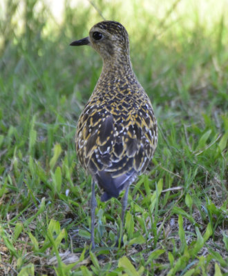 Pacific Golden-Plover, Basic Plumage