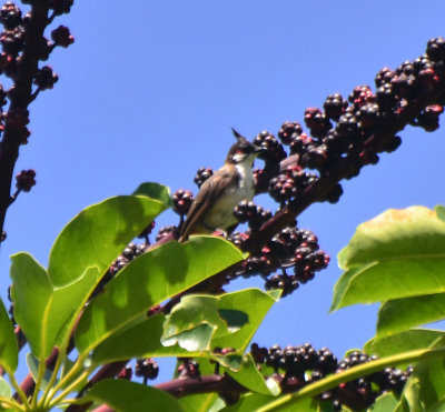 Red-whiskered Bulbul