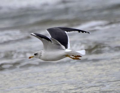 Lesser Black-backed Gull, Basic Plumaged Adult