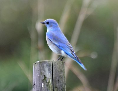 Mountain Bluebird, Male