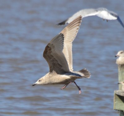 Thayer's Gull, 1st Cycle