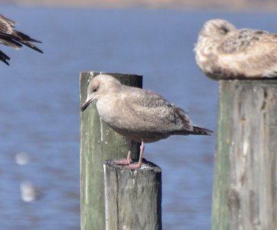 Thayer's Gull, 1st Cycle