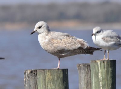 Thayer's Gull, 2nd Cycle