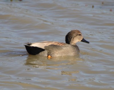 Gadwall