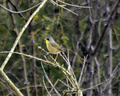 Gray-rowned Yellowthroat