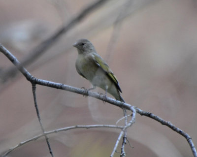 Lawrence's Goldfinch, Immature