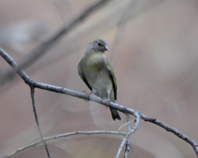 Lawrence's Goldfinch, Immature