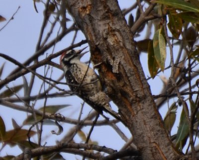 Nuttall's Woodpecker, Male