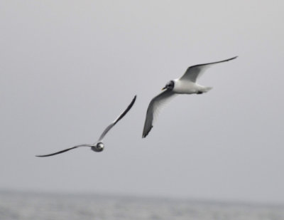 Sabine's Gulls, Basic and Alternate Plumage