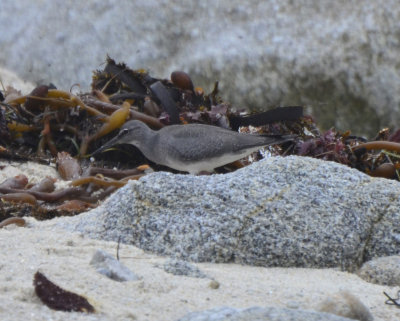 Wandering Tattler, Basic Plumage