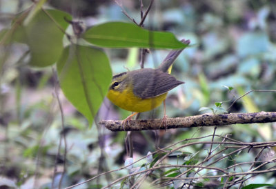 Golden-crowned Warbler