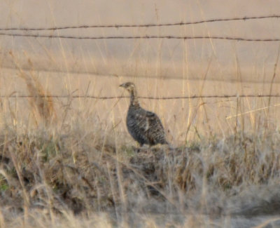 Greater Prairie-Chicken