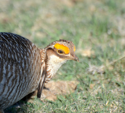 Lesser Prairie-Chicken, Male