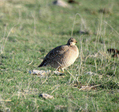 Lesser Prairie-Chicken, Female