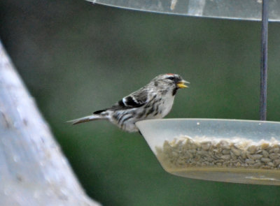 Southern Common Redpoll, Female
