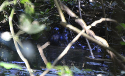 Blue Bunting, Male