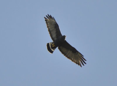 Zone-tailed Hawk