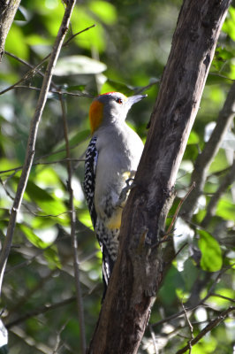 Golden-fronted Woodpecker, Male
