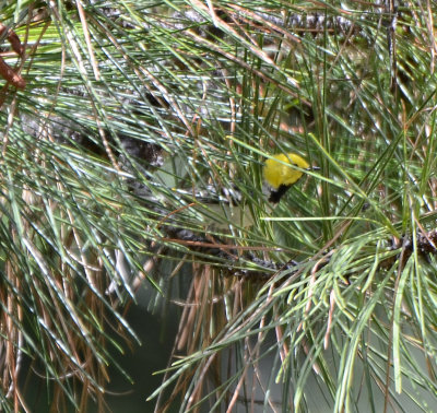 Hermit Warbler, Male