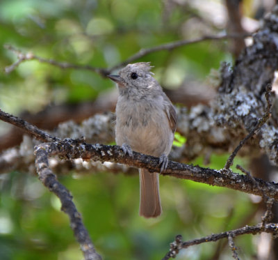 Oak Titmouse