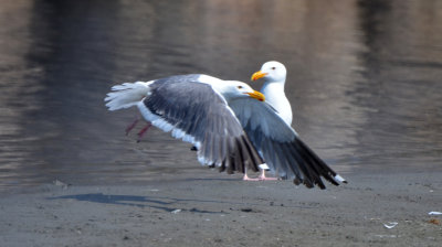 Western Gull