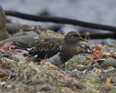 Black Turnstone, Basic Plumage