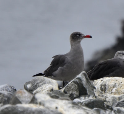 Heermann's Gull, Basic Plumage