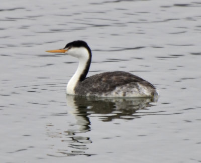 Clark's X Western Grebe