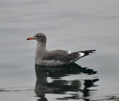 Heermann's Gull, Basic Plumage