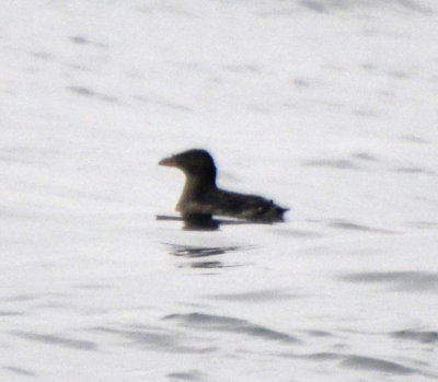 Rhinoceros Auklet, Basic Plumage