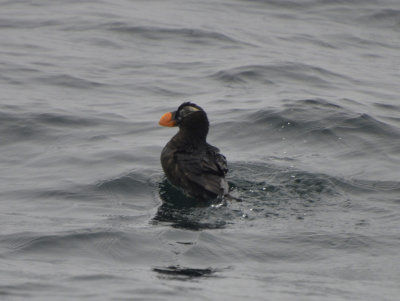 Tufted Puffin, Basic Plumage