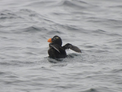 Tufted Puffin, Basic Plumage