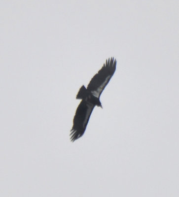 California Condor