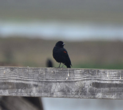 Bicolored Red-winged Blackbird, Male
