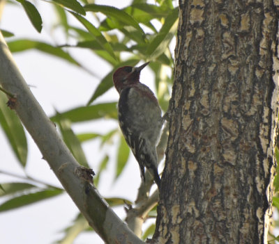 Red-breasted Sapsucker, Female