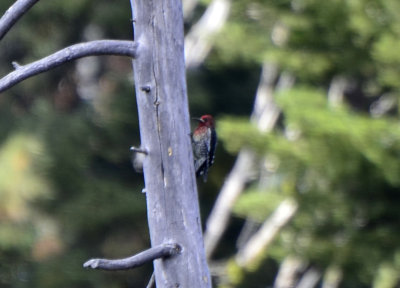 Red-breasted Sapsucker, Male