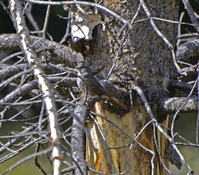 Slate-colored Fox Sparrow
