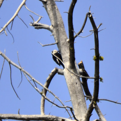 White-headed Woodpecker, Female