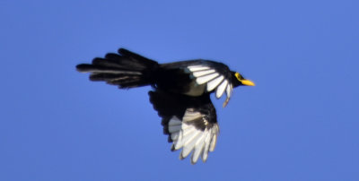 Yellow-billed Magpie