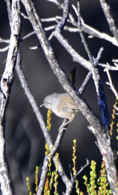 Wrentit