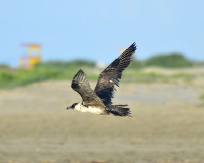 Pomarine Jaeger