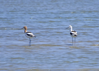 American Avocets, Males