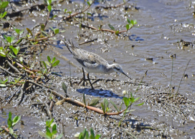 Wilson's Phalarope, Male