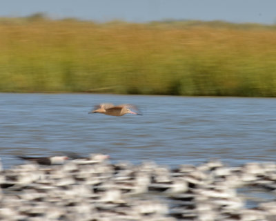 Marbled Godwit, Basic Plumage