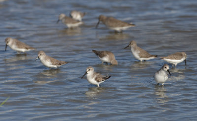 Western Sandpipers, Basic Plumage