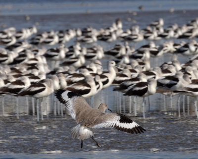 Western Willet, Basic Plumage