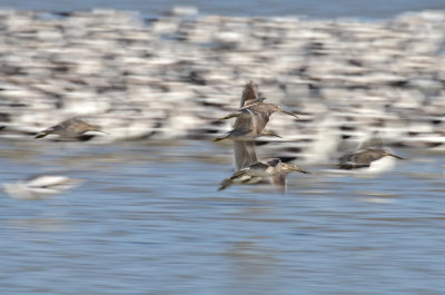 Long-billed Dowitchers, Basic Plumage