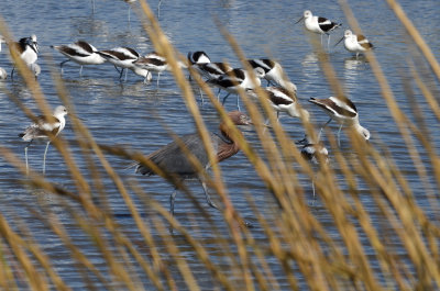 Flock of American Avocets, Basic Plumage with a Reddish Egret, Dark Morph 2nd Year through Reeds